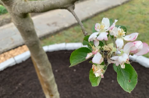 FHG am Hörnli, Blühender Zweig eines Baumes mit weißen und rosa Blüten, umgeben von grünen Blättern, vor einem Hintergrund aus Erde und einem gepflasterten Weg.