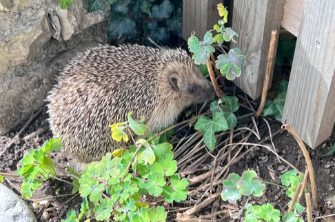 FHG am Hörnli, Ein Igel sitzt auf dem Boden neben einem Holzzaun, umgeben von grünen Pflanzen und Zweigen.